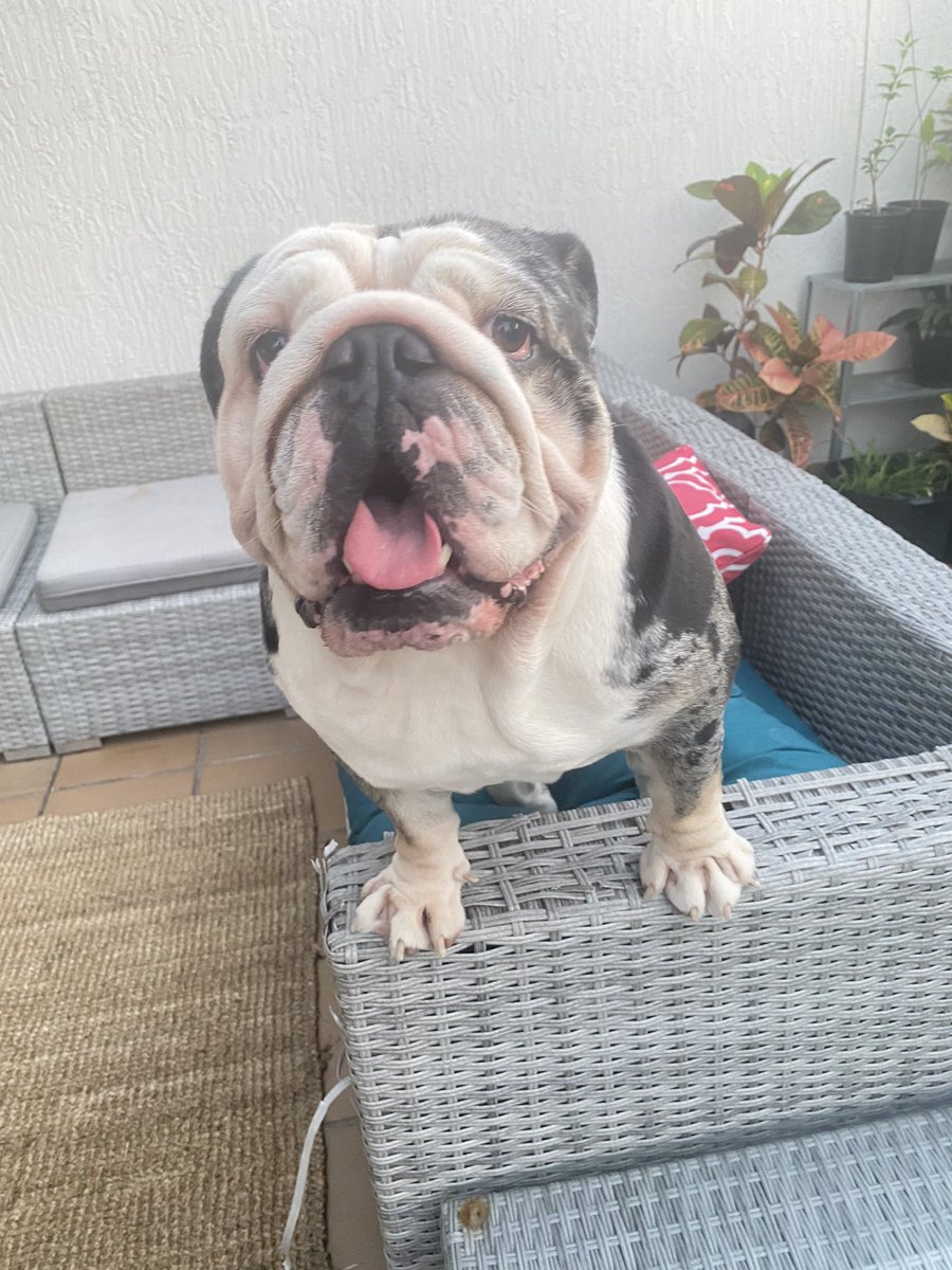 nishandass's tweet photo. I’m a happy boy - mom’s left the laptop and is outside with us 🥰
.
.
.
#oreo #happy #cute #baby #bulldog #Heartstopper #heartbeat #loveyou #DogsofTwittter #bulldogsoftwitter #Miami https://t.co/hQzpV6xBhl