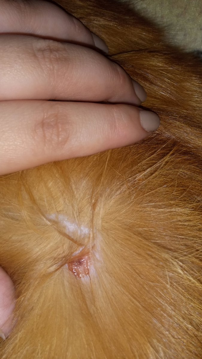 Day_Guevara's tweet photo. Ya me cansé que mis gatos vengan lastimados, en mi casa vienen los gatos de todos mis vecinos y yo nunca les hice nada, al contrario siempre los dejo que coman y que hagan lo quieran, cuando están en celo lloran en las ventanas de mi casa y nunca actuaría así con tanta maldad. https://t.co/dUjlB3HZwU