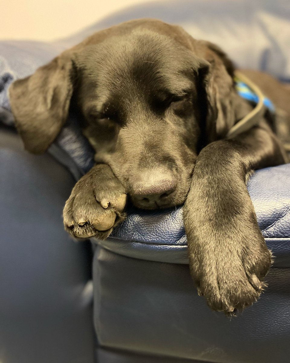 PADSk9Merlot's tweet photo. A hospital visit,child interviews,court preps,& #court (& of course cinco de mayo celebrations🌮 ) make for one tired pup by the end of the week. #imgettingtoooldforthis #pawsofstrength #facilitydog #courthousedog #workingdog #TGIF #Dog https://t.co/UDv2eEHIte
