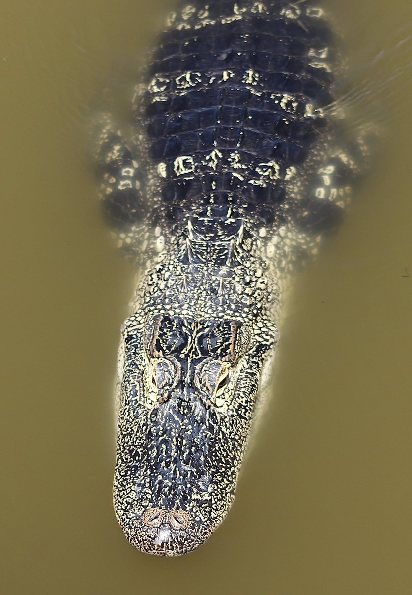 lynnsferrazza1's tweet image. #MayPatternChallenge This gator loves to check people out when they come by his pond. I've never seen a gator with these colorings. Any experts out there that can tell me if this is unusual? #naturetwitter #alligators