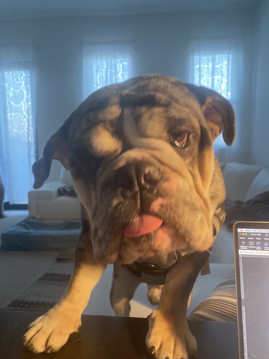 nishandass's tweet photo. Am I cute? 
.
.
.
#cookie #cutie #monster #baby #bulldog #loveyou #sweetie #DogsofTwittter https://t.co/rpaHIFVgxY