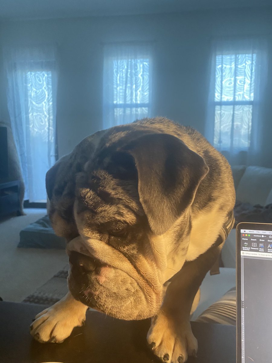 nishandass's tweet photo. Am I cute? 
.
.
.
#cookie #cutie #monster #baby #bulldog #loveyou #sweetie #DogsofTwittter https://t.co/rpaHIFVgxY