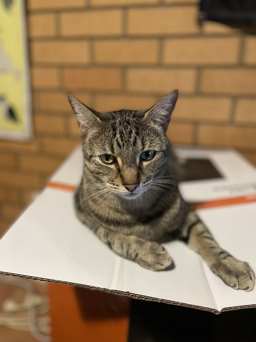 FreedomofKit's tweet photo. I sit on the box for maximum comfort !

#CatsofTwittter #catsoftwitter #cats #paws #kitrelaxes https://t.co/7X6VcdIBh1