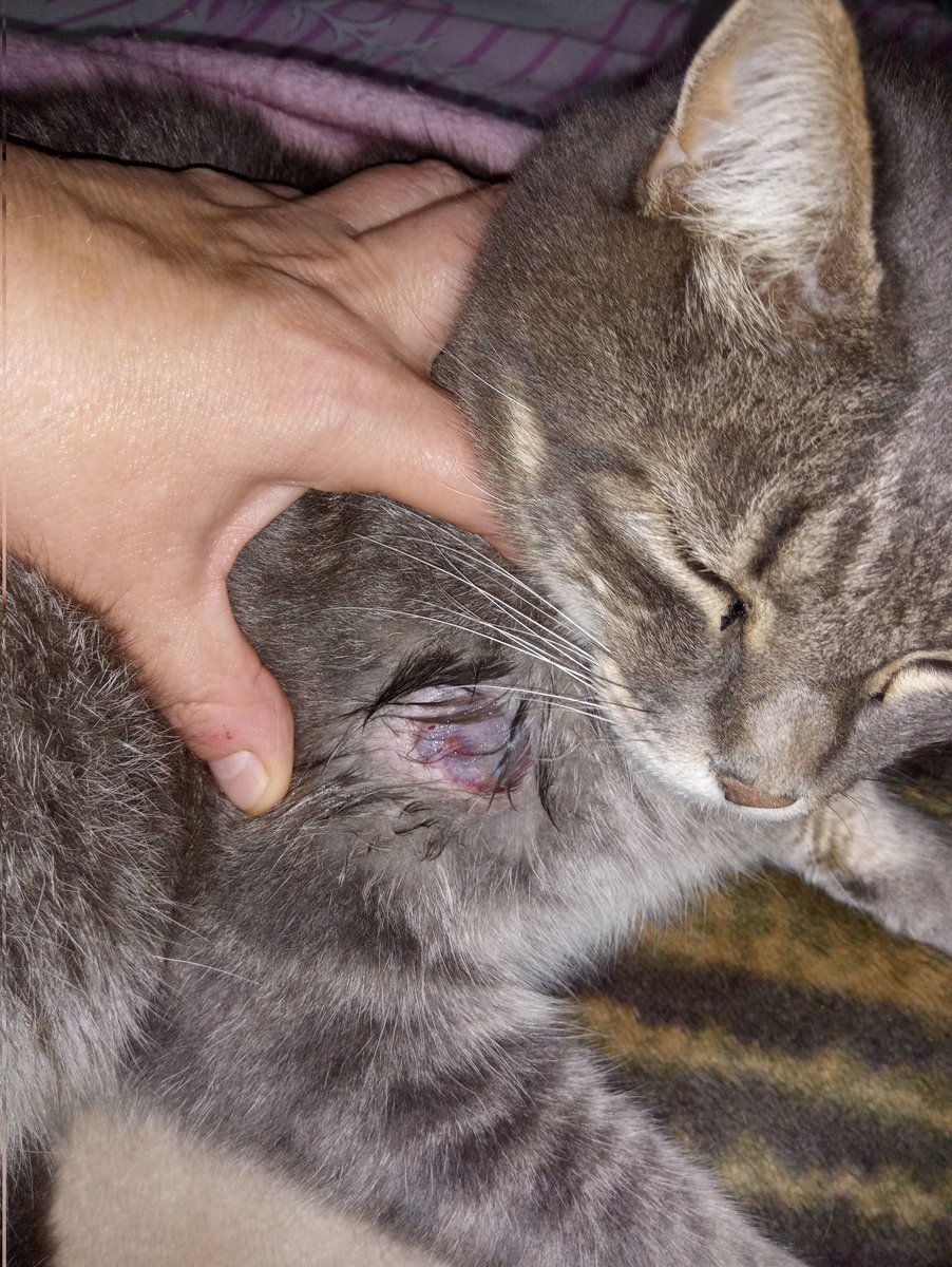 Day_Guevara's tweet photo. Ya me cansé que mis gatos vengan lastimados, en mi casa vienen los gatos de todos mis vecinos y yo nunca les hice nada, al contrario siempre los dejo que coman y que hagan lo quieran, cuando están en celo lloran en las ventanas de mi casa y nunca actuaría así con tanta maldad. https://t.co/dUjlB3HZwU