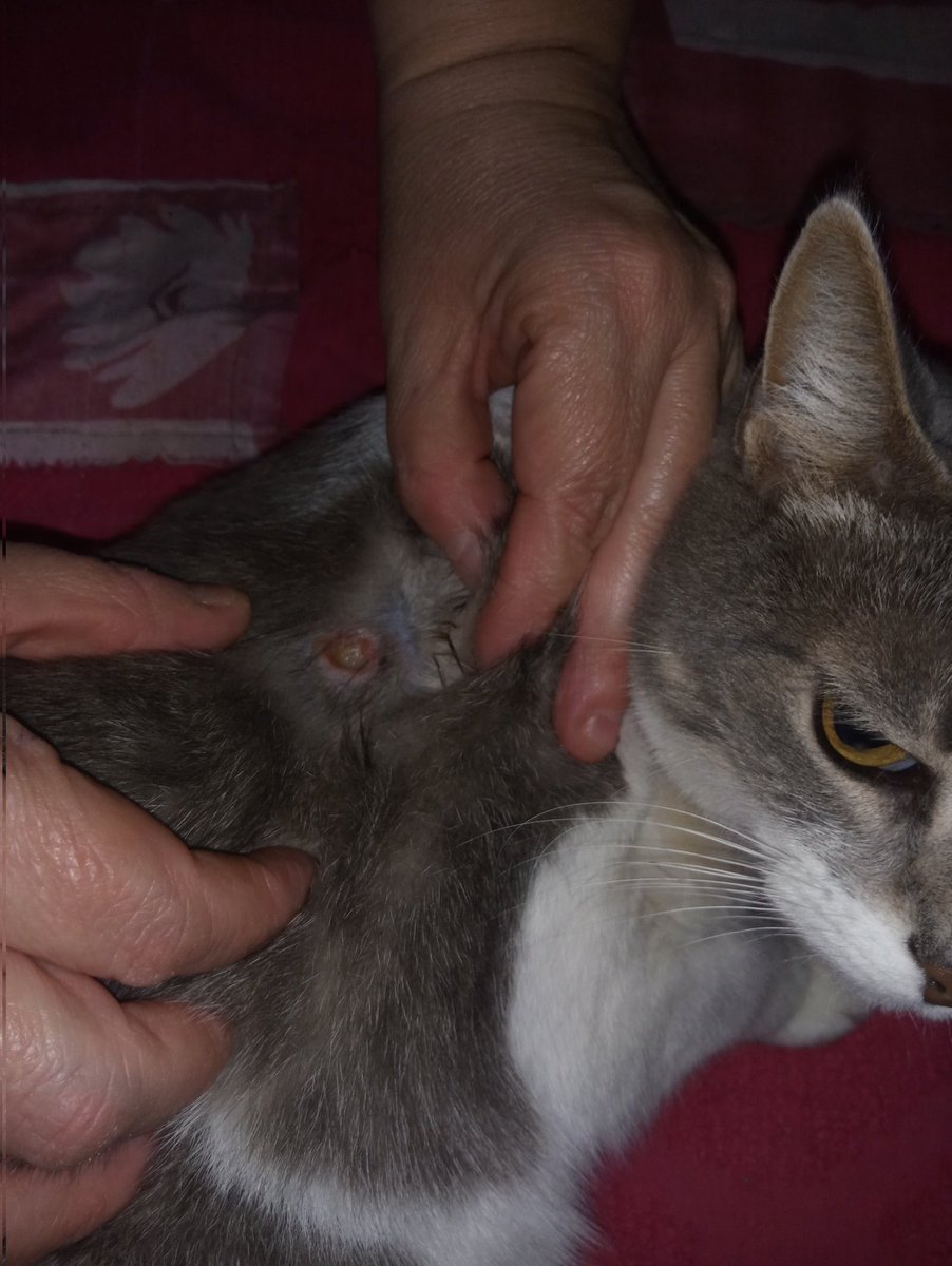 Day_Guevara's tweet photo. Ya me cansé que mis gatos vengan lastimados, en mi casa vienen los gatos de todos mis vecinos y yo nunca les hice nada, al contrario siempre los dejo que coman y que hagan lo quieran, cuando están en celo lloran en las ventanas de mi casa y nunca actuaría así con tanta maldad. https://t.co/dUjlB3HZwU