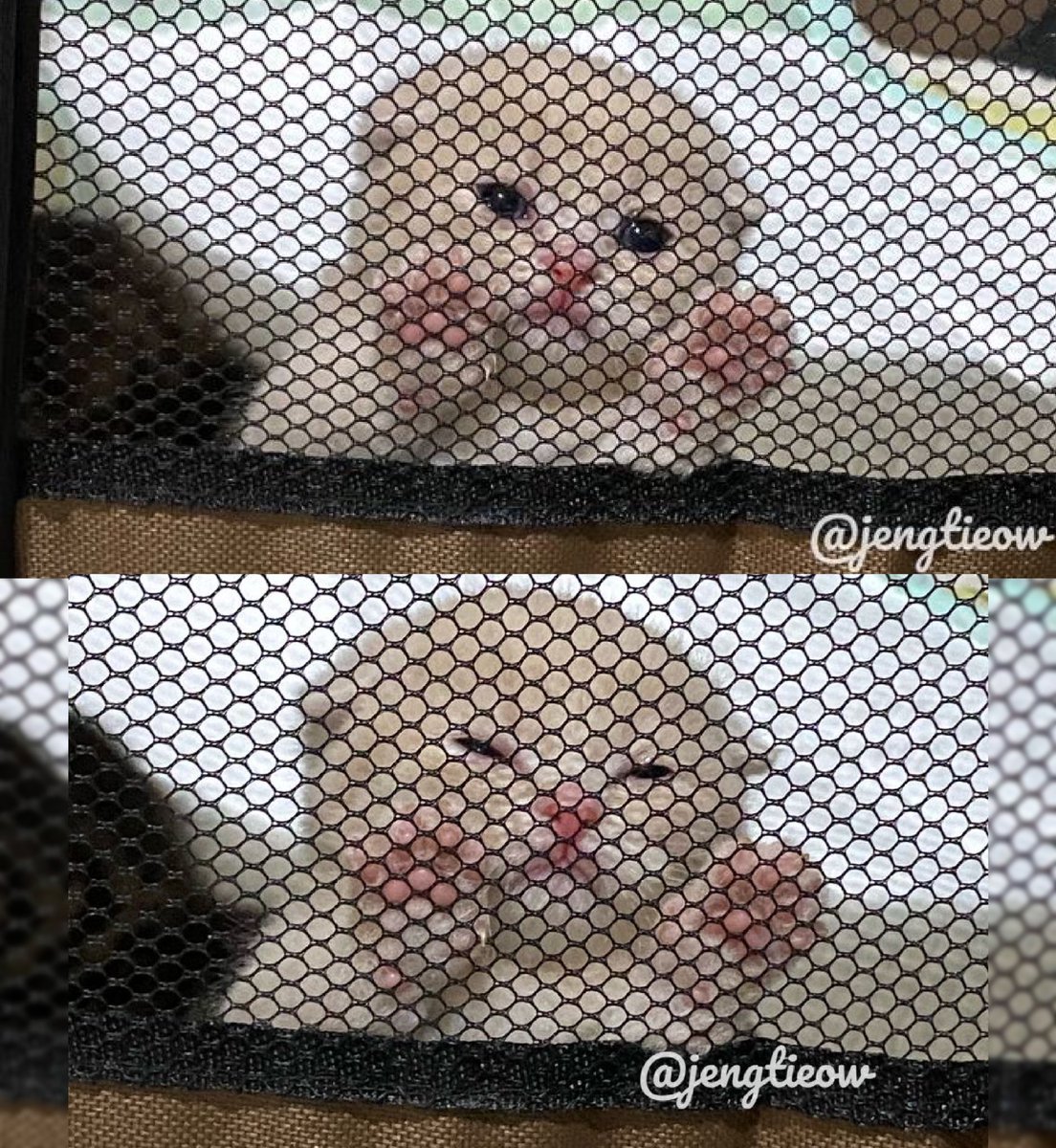 kapebeansies's tweet photo. https://t.co/kUDnIJ6zNL