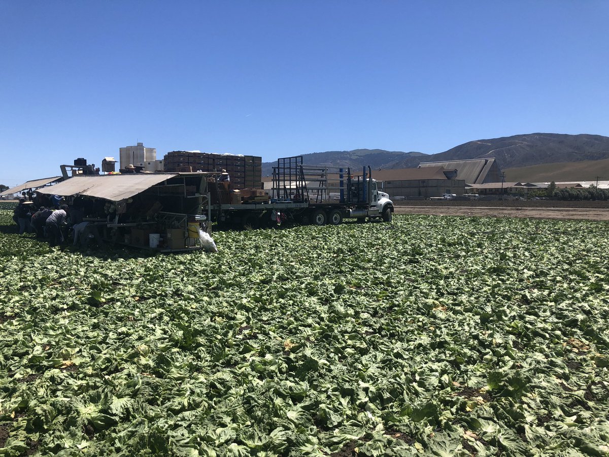 phsagmech's tweet photo. Petaluma FFA members got a great glimpse of the Salinas Valley’s produce production today from seedling to packing we covered it all! @Petk12schools @PetalumaHigh @karntz15 https://t.co/TOoj1VAoBe