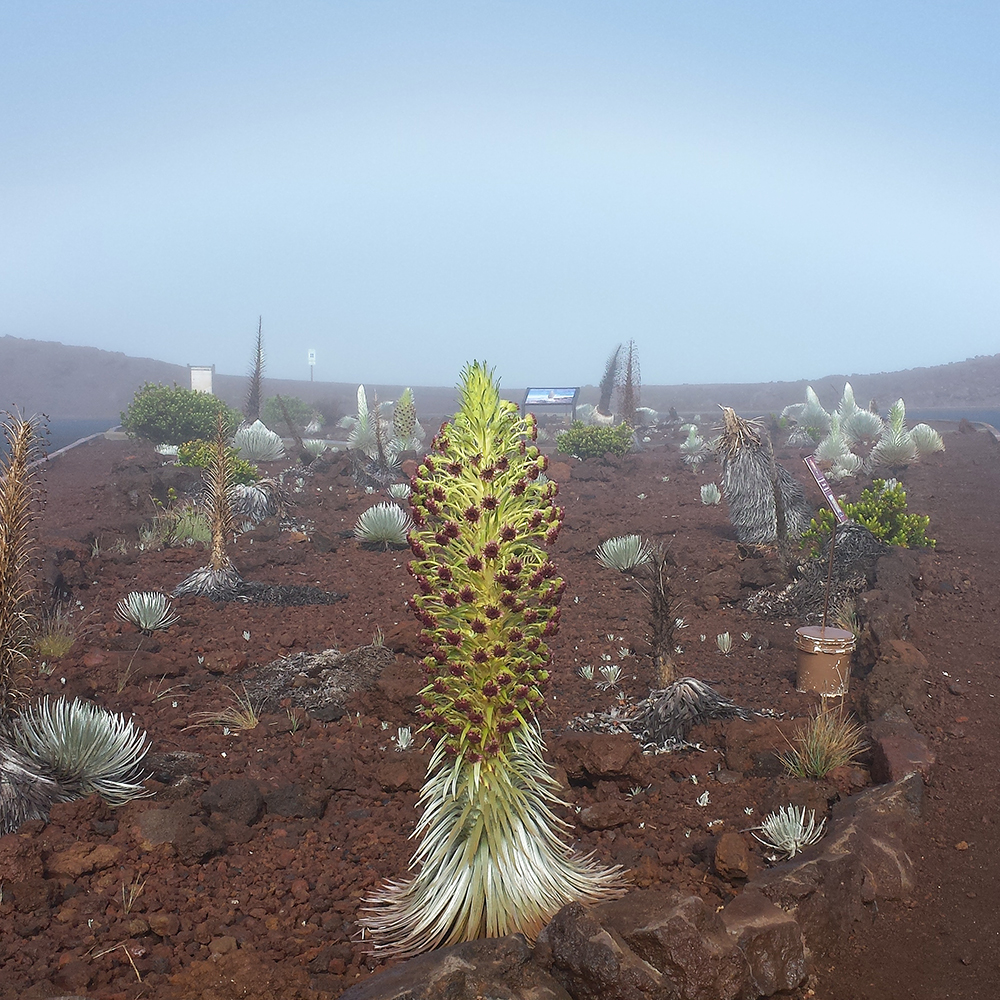HIPacParks's tweet photo. @Interior @GlacierNPS Happy to #bloomscroll from Hawaiʻi and our partner @HaleakalaNPS:
#silversword https://t.co/pM1b7IMwVx