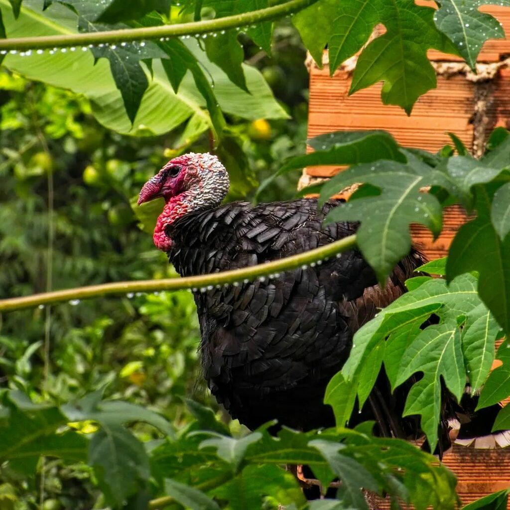 misterbemtevi's tweet photo. Eis que você está num sítio e avista um Peru em cima do telhado do vizinho...🦃👀

Não tive escolha né? Cliquei!! 😋📸

#passaros #aves #peru #turkey #wildlife #canonsx50 #sx50hs #natureza #nature #sitio #campo #roça #passeio #zoom #superzoom #criacaoded… https://t.co/N475wUTHUA https://t.co/7SbRuEsoSR