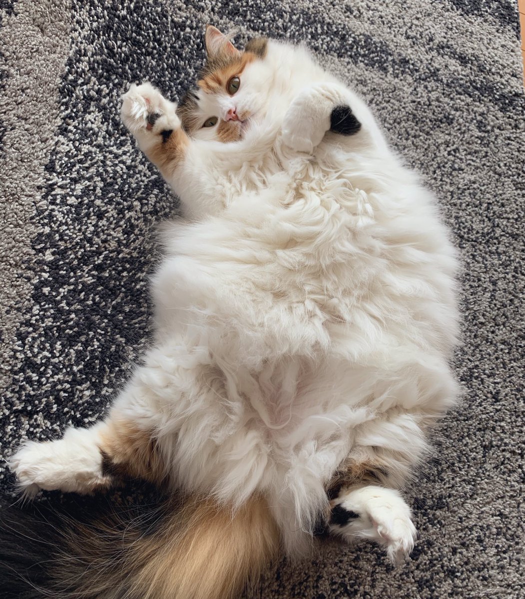 chamama_cat's tweet photo. おっきい毛玉ちゃん
 #猫  #cat  #ラガマフィン https://t.co/eWTKMwLDj2