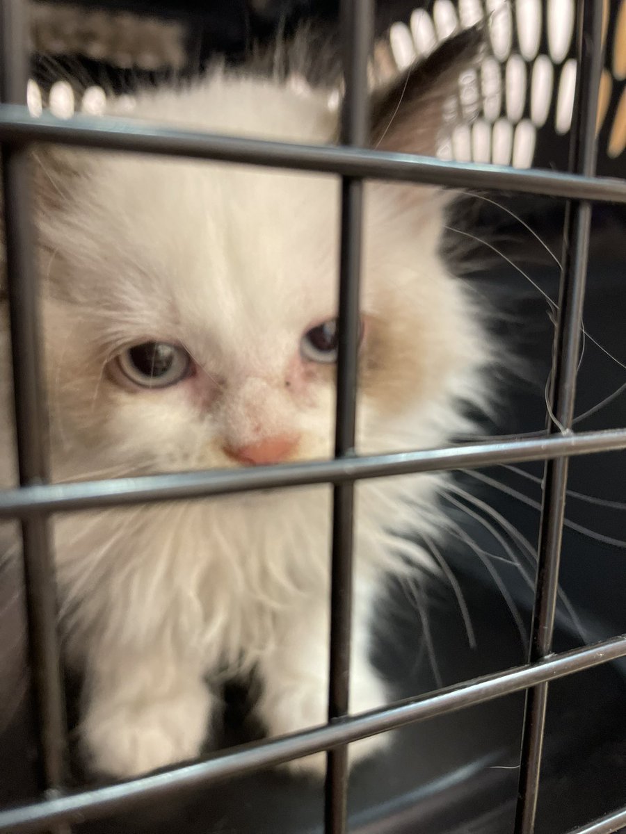 spfxen's tweet photo. Pinto’s first check up wasn’t cheap yo https://t.co/WPVtbn6XS1