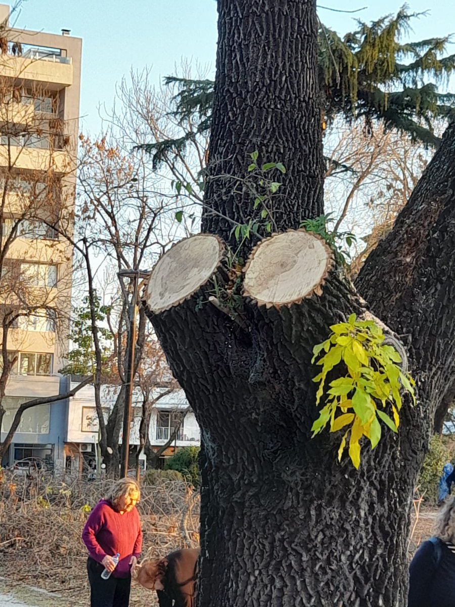 ForoArbol's tweet photo. ☠️☠️ECOCIDIO☠️☠️ EN PLAZA 19 DE NOVIEMBRE

Hoy estuvimos junto a los vecin@s  de la plaza de 25 y 44, escuchando sus reclamos.
‼️ URGENTE CUMPLIENDO DE LA LEY 12276,EXIGIMOS RESPUESTAS Y RESPONSABLES DE ESTAS MUTILACIONES ‼️
@LaPlataCiudad
@JulioGarro
@ppetchart
@bastademutilar https://t.co/MzkgvQARfh