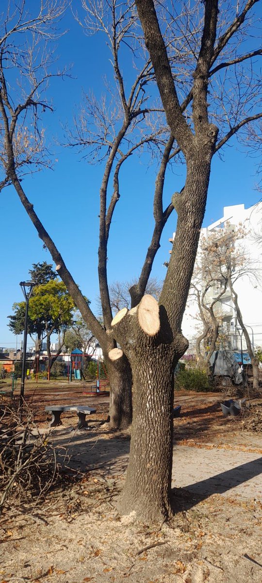 ForoArbol's tweet photo. ☠️☠️ECOCIDIO☠️☠️ EN PLAZA 19 DE NOVIEMBRE

Hoy estuvimos junto a los vecin@s  de la plaza de 25 y 44, escuchando sus reclamos.
‼️ URGENTE CUMPLIENDO DE LA LEY 12276,EXIGIMOS RESPUESTAS Y RESPONSABLES DE ESTAS MUTILACIONES ‼️
@LaPlataCiudad
@JulioGarro
@ppetchart
@bastademutilar https://t.co/MzkgvQARfh