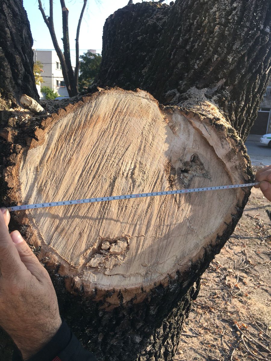 ForoArbol's tweet photo. ☠️☠️ECOCIDIO☠️☠️ EN PLAZA 19 DE NOVIEMBRE

Hoy estuvimos junto a los vecin@s  de la plaza de 25 y 44, escuchando sus reclamos.
‼️ URGENTE CUMPLIENDO DE LA LEY 12276,EXIGIMOS RESPUESTAS Y RESPONSABLES DE ESTAS MUTILACIONES ‼️
@LaPlataCiudad
@JulioGarro
@ppetchart
@bastademutilar https://t.co/MzkgvQARfh