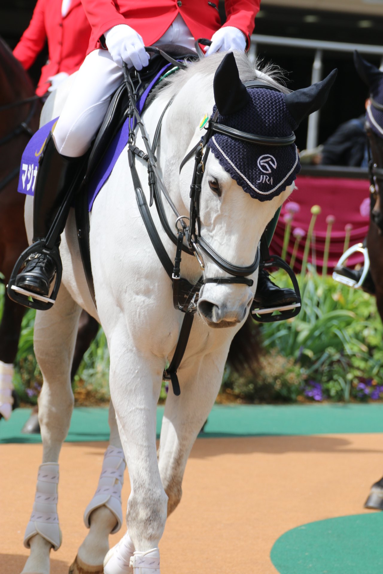 夕夏 東京競馬場 付きマジカルスペルが誘導デビューですっっ 腫瘍ができてしまったため 尻尾を切断しなければいけない状態でも競走馬として頑張っていたマジカルスペル 誘導馬としても頑張ってほしいです ファンの皆様 オシャレしてもらって可愛い
