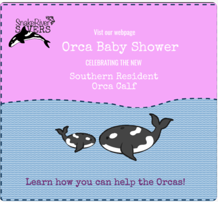 RiverSavers's tweet photo. Help the new baby Southern Resident orca calf!!!! Go here to make the world a better place. https://t.co/pTNXgpIWk7 #SnakeRiverSavers #Orca #Salmon #FreeTheSnake #SaveOrca #SaveSalmon https://t.co/Ig2mH4lfld