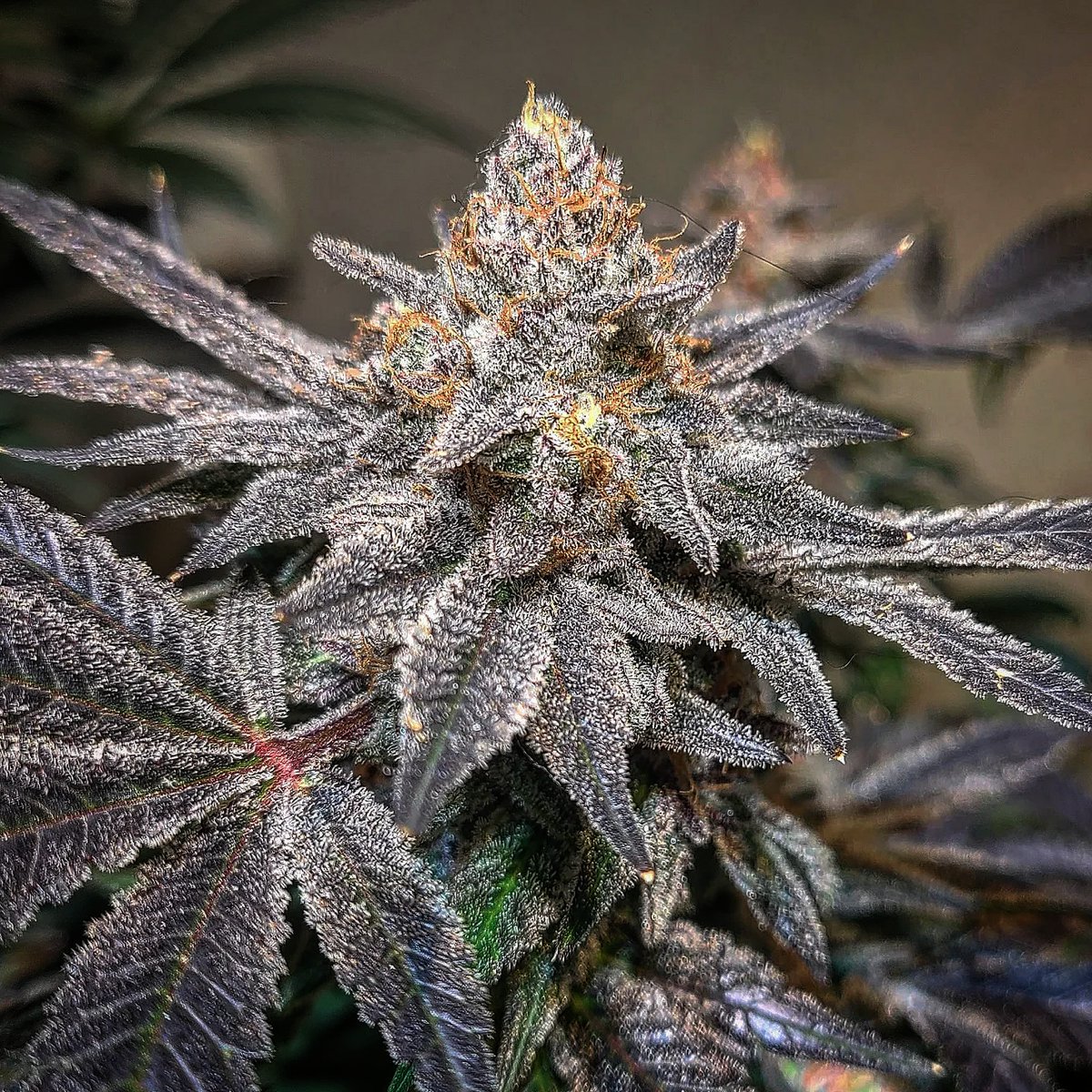 #carlsshoes by #thugpuggenetics almost ready for the chop. Smells like tennis balls and berries. #CannabisCommunity #cannabisculture #cannabis
