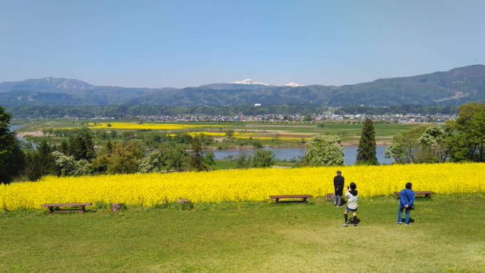 いいやま菜の花まつり 長野県内の菜の花スポット とっておき信州