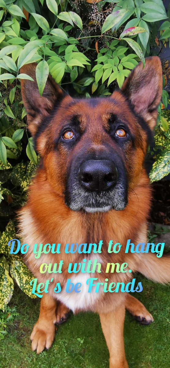 marley_gsd's tweet photo. Hey are you looking for that someone special, someone to  share your adventures with, someone who will hold your paw when times get tough, then look no further, I'm your man, so hit that follow button &amp; lets chat 😘
#dogsoftwitter #dogs #gsd #Dogsarefamily #DogsofTwittter https://t.co/VTwU0vNHua