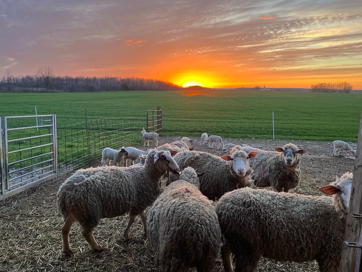 CedarGroveFarm's tweet photo. Late nights on the farm are a lot more tolerable when this is your view 😍
#countrysunset #welcometothefarm #ontariosheepfarmers #ag365 #agmorethanever https://t.co/zpJrJdehIh