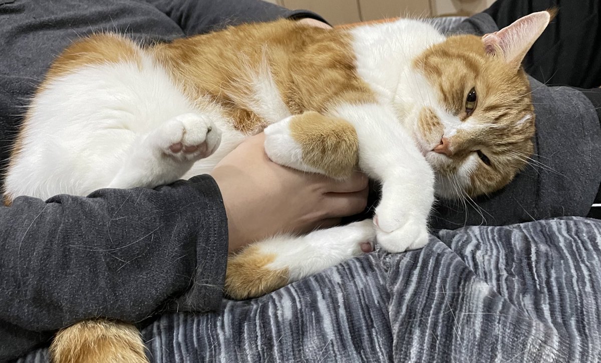 お腹を鷲掴み。気持ちいい😃

#猫のいる暮らし 
#猫好き