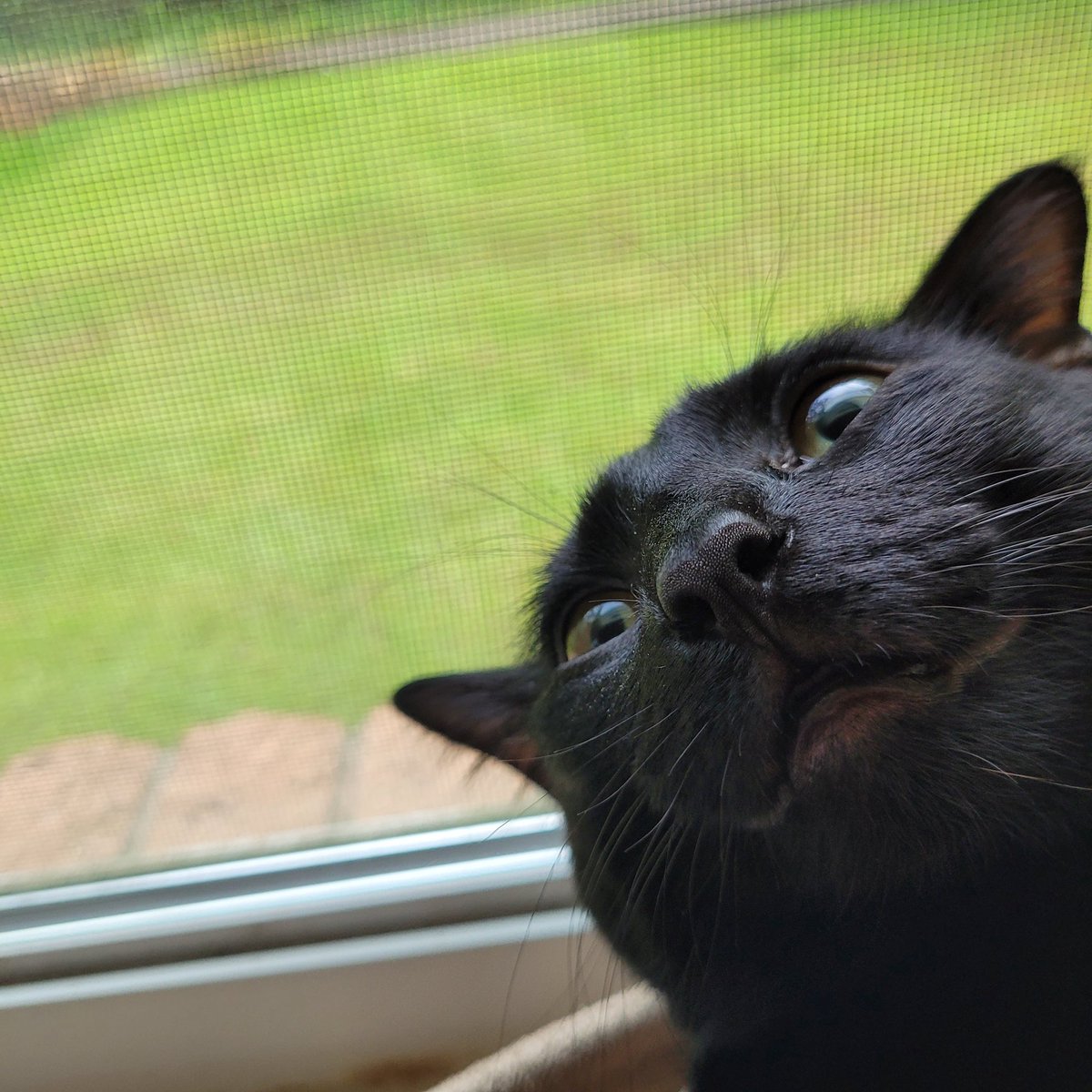hhhhsjdkfkda's tweet photo. @elvisbosscat Hello! I'm new here too! https://t.co/3mjCBXeW6l