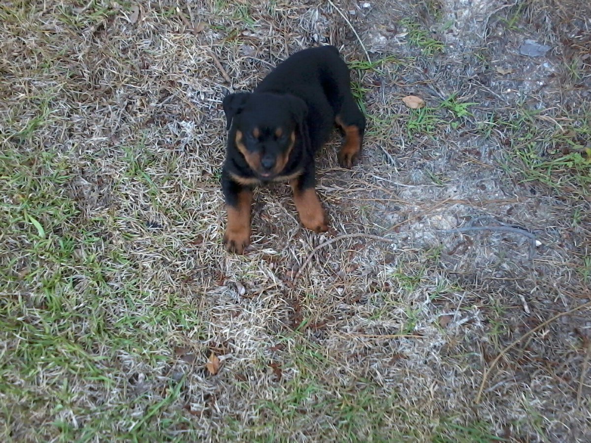 too_pat's tweet photo. @TDTherrien My baby OG as a baby. https://t.co/Dz0l2WpLTR