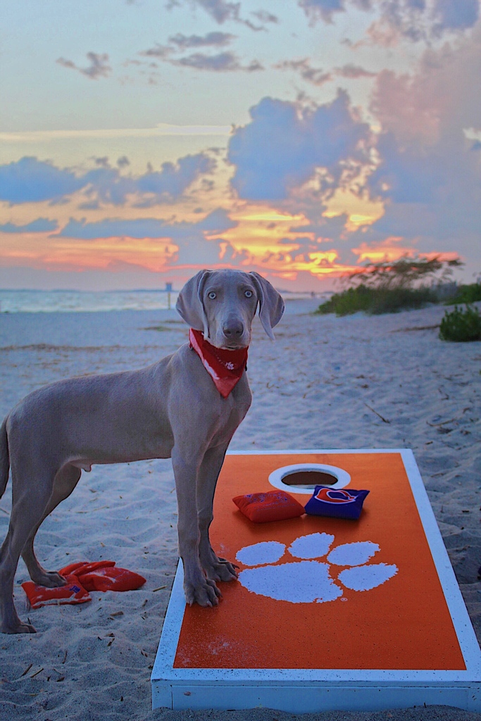 Tigertown Graphics tweet media