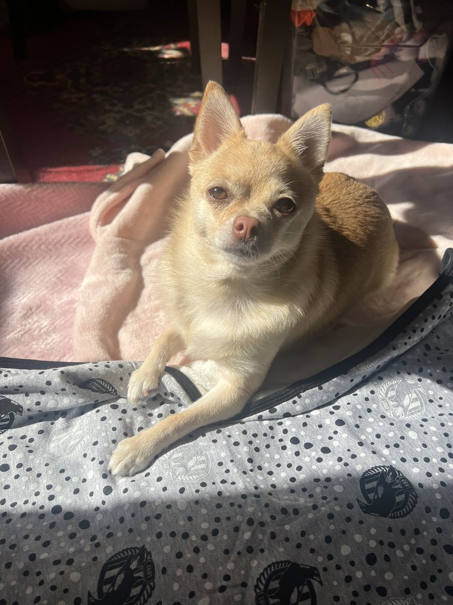 Lazy Saturday in the Sun🐾

#tinkerbellthepomchi #pomchi #dogsoftwitter