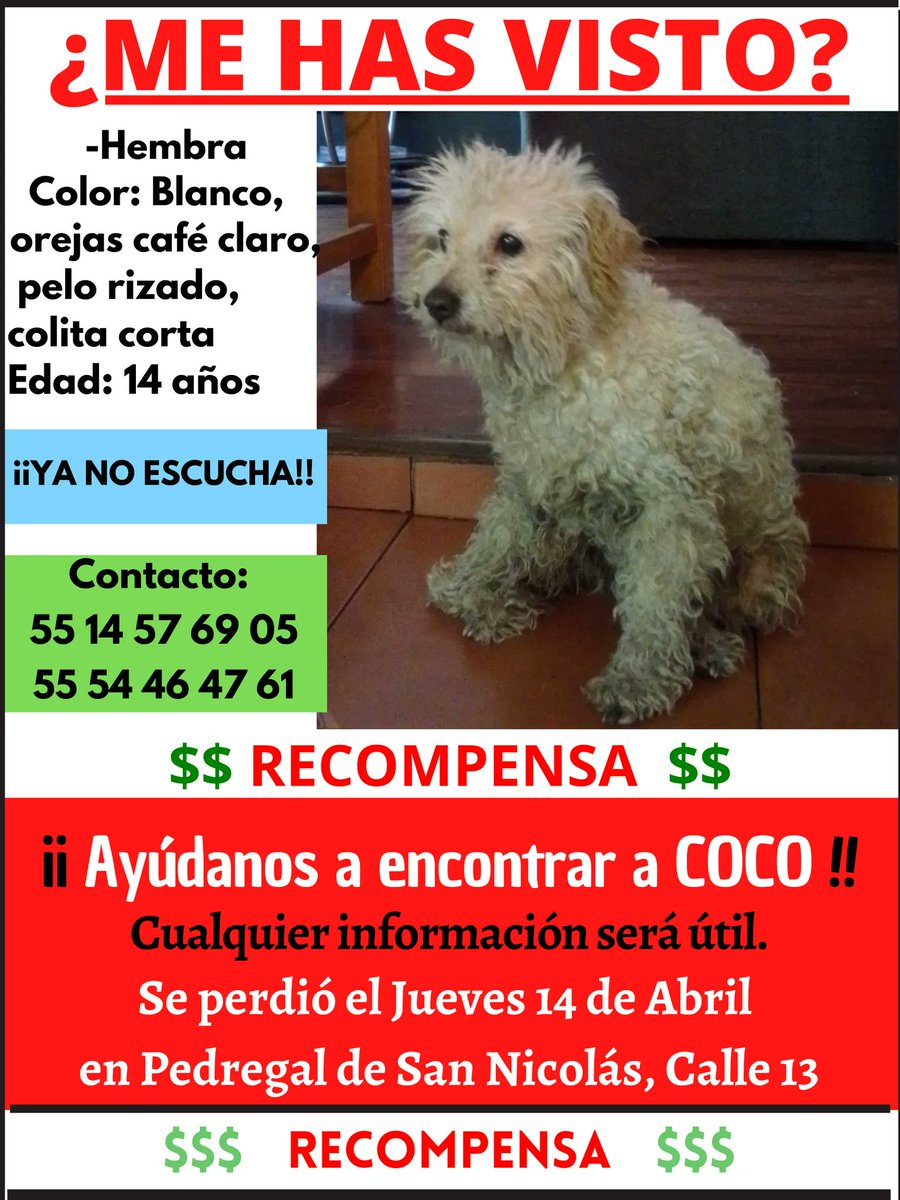 #Coco #Extraviada 14 abril 22 en Pedregal de San Nicolás, #Tlalpan ☎️55 14 57 69 05 🙏Rt