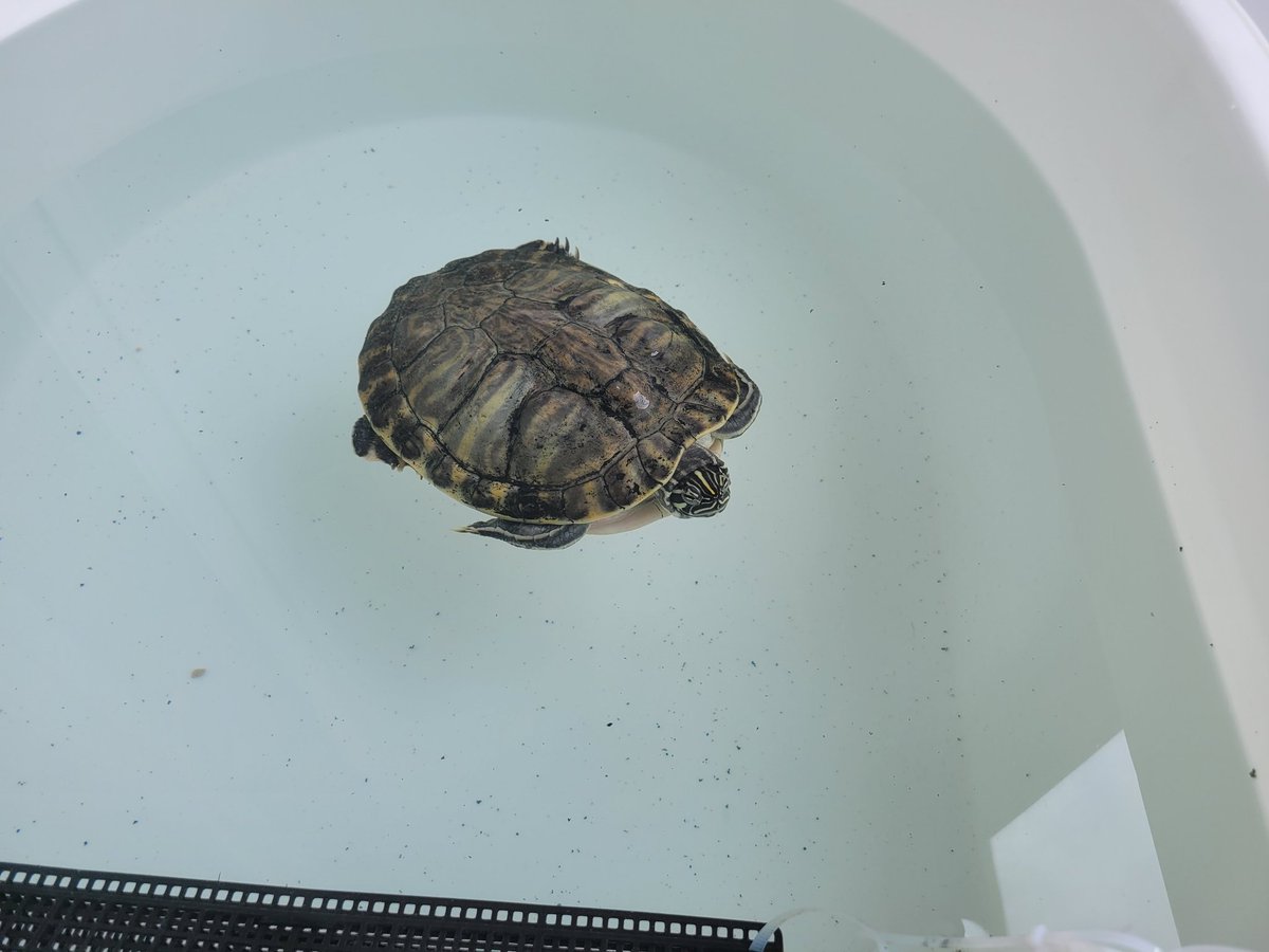 토요일의 왕거북