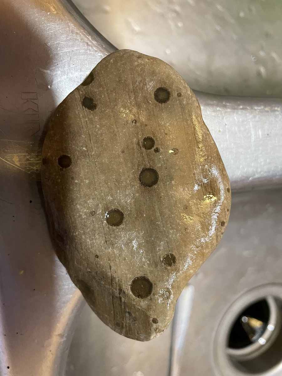 _cingraham's tweet image. Okay I need help from #geologytwitter - can anyone tell me what’s going on with this rock from a river in northwest Minnesota? It has these perfectly circular dark pockmarks on either side