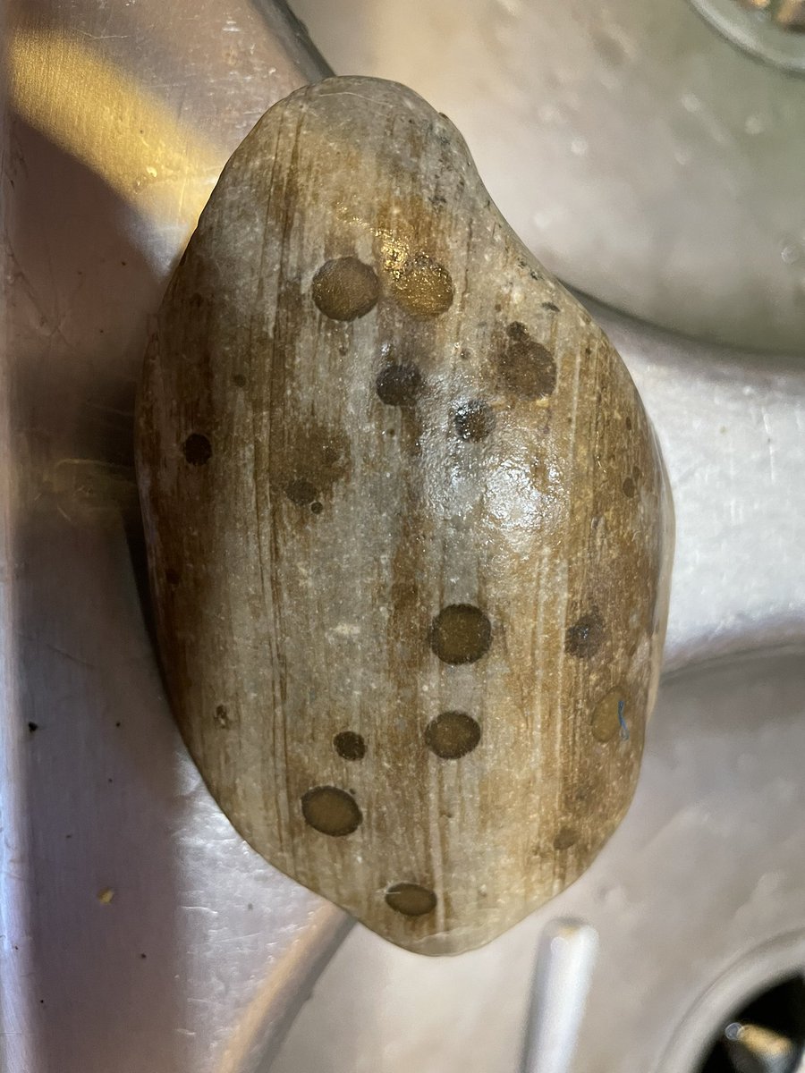 _cingraham's tweet image. Okay I need help from #geologytwitter - can anyone tell me what’s going on with this rock from a river in northwest Minnesota? It has these perfectly circular dark pockmarks on either side