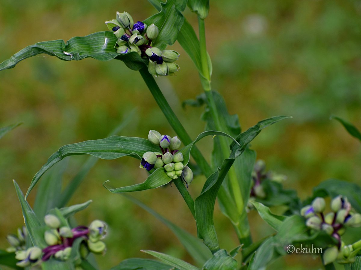 catjkuhn's tweet image. Closed for the night 💜 #FoliageFriday #Flowers #MayPatternChallenge #NaturePhotography