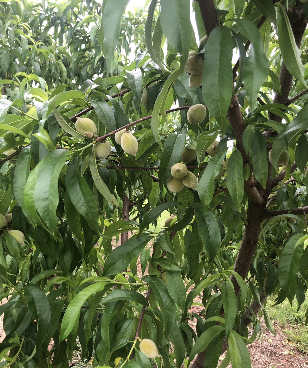 markmorgan85's tweet photo. The #peach22 crop looks promising so far. Some varieties are needing thinned, some are just about right. Looking forward to this upcoming weather forecast that shows a break from the rain and gives us some sunshine. #Redhaven @treeripepeach https://t.co/6RrAwCbEEq