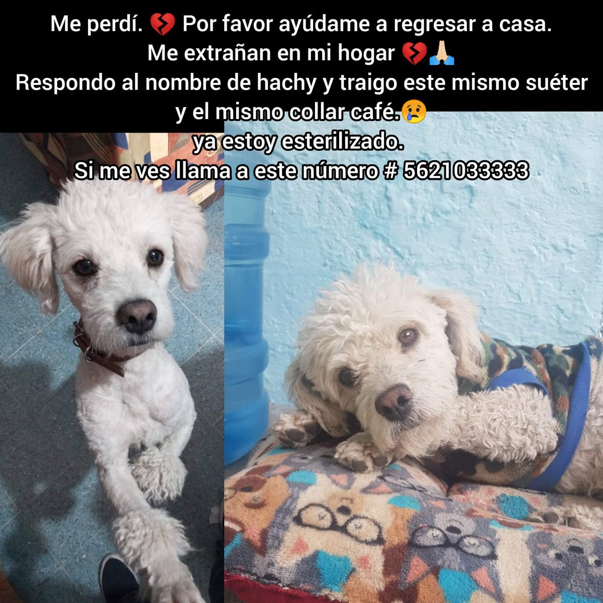 #Hachi #Extraviado 03 mayo 22 en 
Puente de fierro, a un costado del antirrábico #Ecatepec #Edomex 🙏Rt