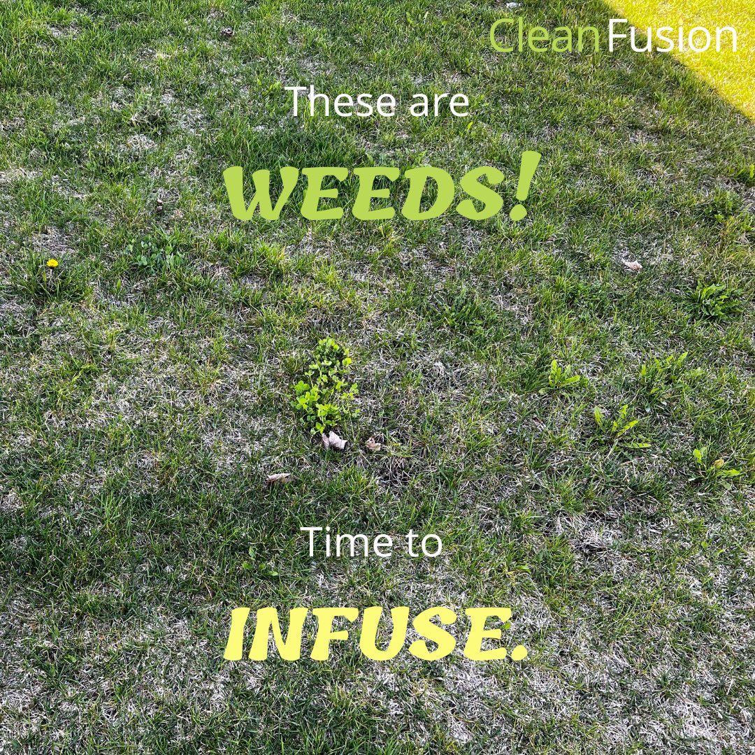 CleanFusionDIY's tweet photo. We like to infuse with dandelion… 🌻

☘️ https://t.co/HntHpi8KH9 ☘️

#DrinkYourHerbs ❣️ #SnacksOverSmoke https://t.co/mQMsa4GyfA