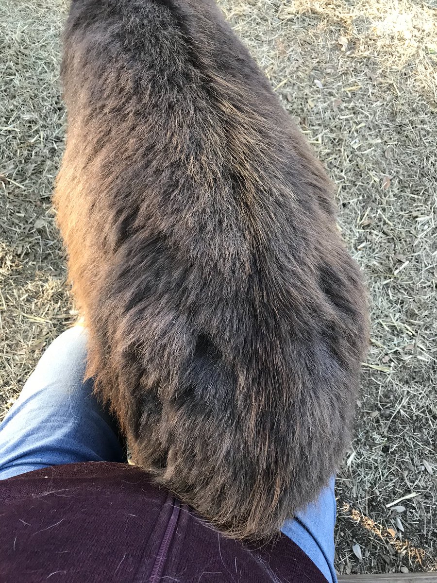 FluffBottomFarm's tweet photo. If it’s Friday, it must be Fluffy Butt Friday! Or Fluffy Bottoms Friday around here! Today’s fluffy butt belongs to our baby BaDonkADonk, Fanny! She loves to sit on your lap! Enjoy! 🤠❤️🐴

#fluffybottomsfarm #fluffybuttfriday #fluffybottomsfriday #donkeybutt #BaDonkADonk https://t.co/HpTDPzIdmO