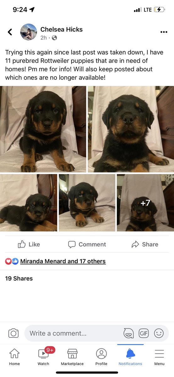 Chelseaa_Hicks's tweet photo. Facebook officially banned me for 2 days, but if anyone wants a rottie puppy lmk! Will be 8 weeks 5/11 https://t.co/1Ltu8aHJnv