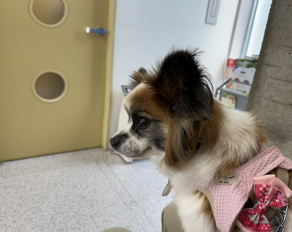 モカのアレルギーの薬を貰いに病院へ。大好きな先生に逢えるのは楽しみだけど、いつも緊張して、順番を待っています。