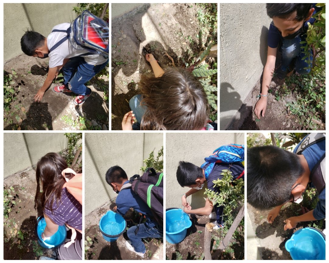 perbelise31's tweet photo. Para el #proyectomilpas el día 19 de marzo sembramos en la jardinera de la iglesia de María Reyna de la Paz semillas de maíz criollo 🌽 , dejamos localizado el lugar con palitos de madera para que sean ubicados los brotes, utilizamos tierra de jardín y nombramos:Milpa de la Paz. https://t.co/oOLc91Ps5S