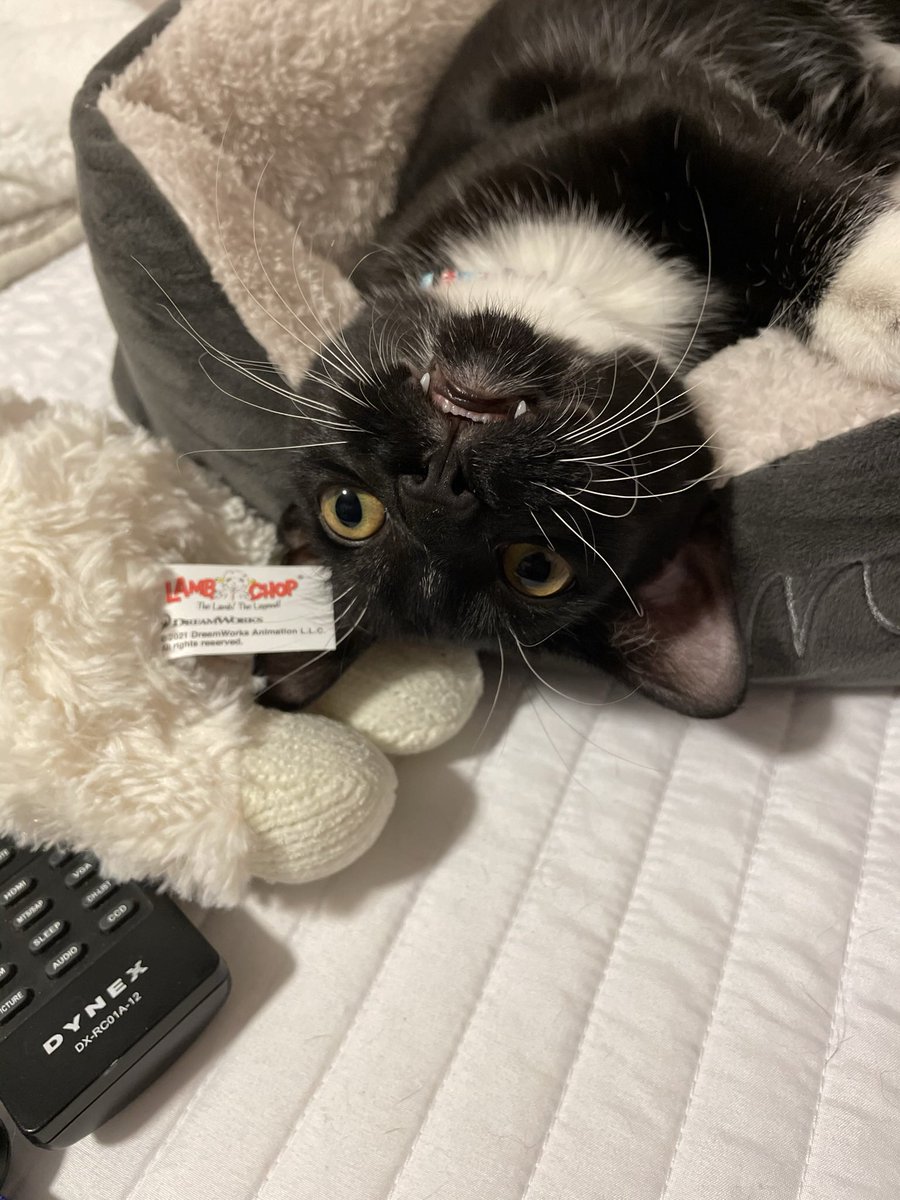 shmeelia's tweet photo. @poorlycatdraw https://t.co/o0XQ1vfiSp