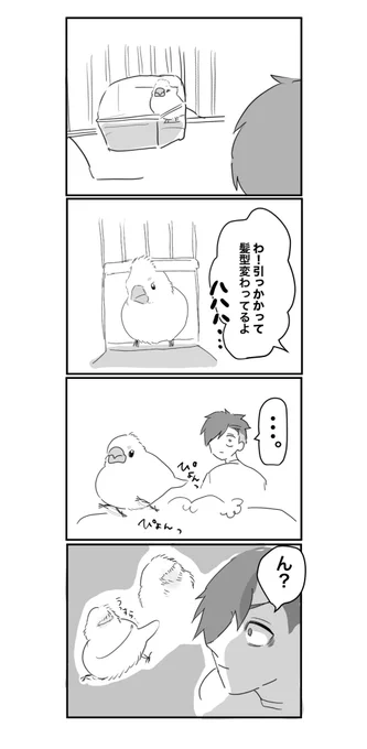 疑惑 #文鳥 