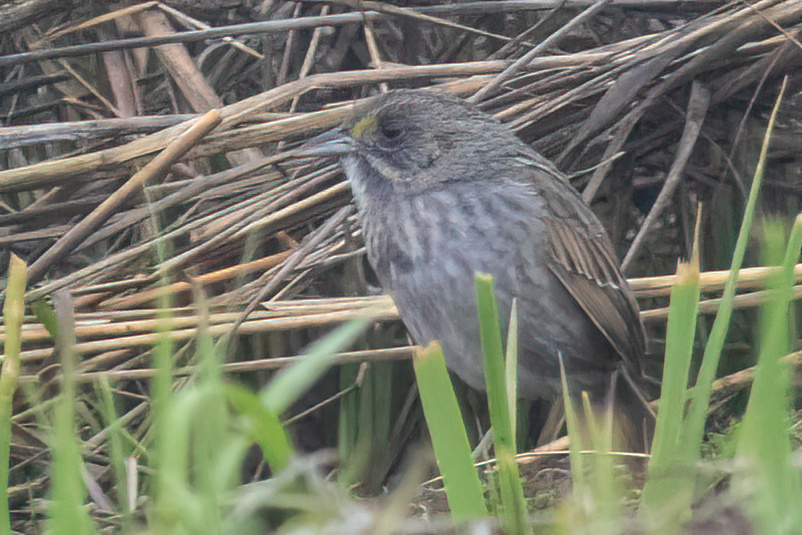 So over this marsh, man.