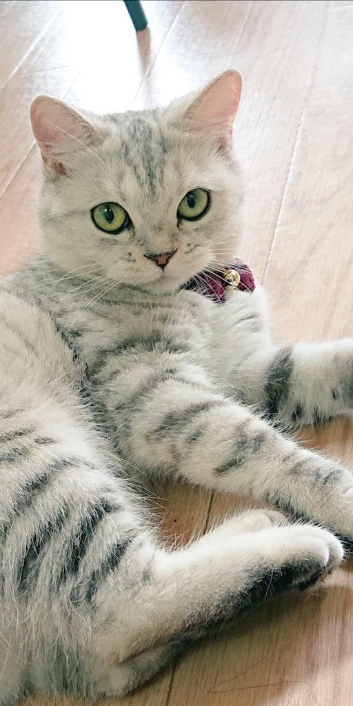 suya0806's tweet photo. 今日もかわいいねぇ🥰
#猫好きさんと繋がりたい 
#猫の居る暮らし 
#すやちゃん
#ミヌエット https://t.co/DCvkqxcWOL