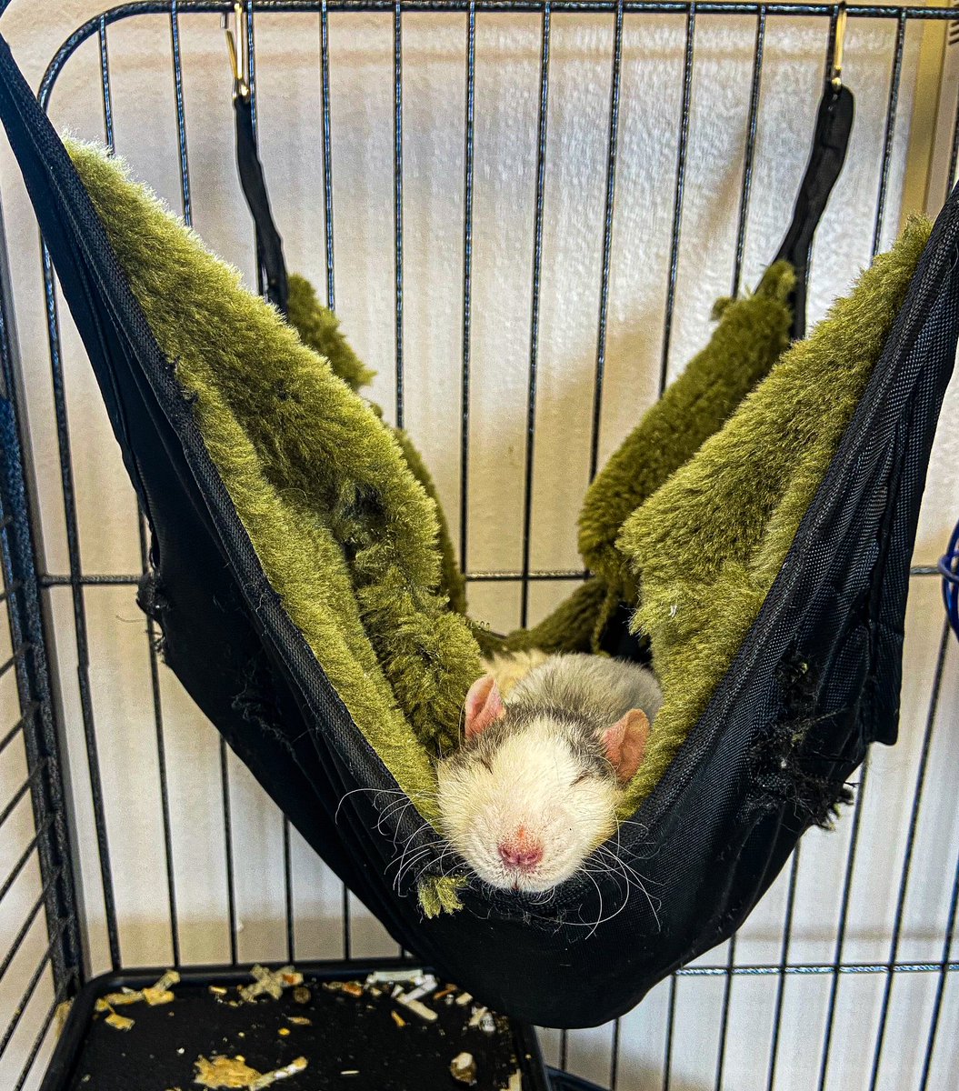 Szydlowskim's tweet photo. After 800 elementary school students came to the @jmscyclones Zoo for field trips just this week, it was time for one of our rats to take a well-deserved nap this afternoon.  The human animals were not far behind.  

Have a great weekend! https://t.co/t0Xh4N6DRX