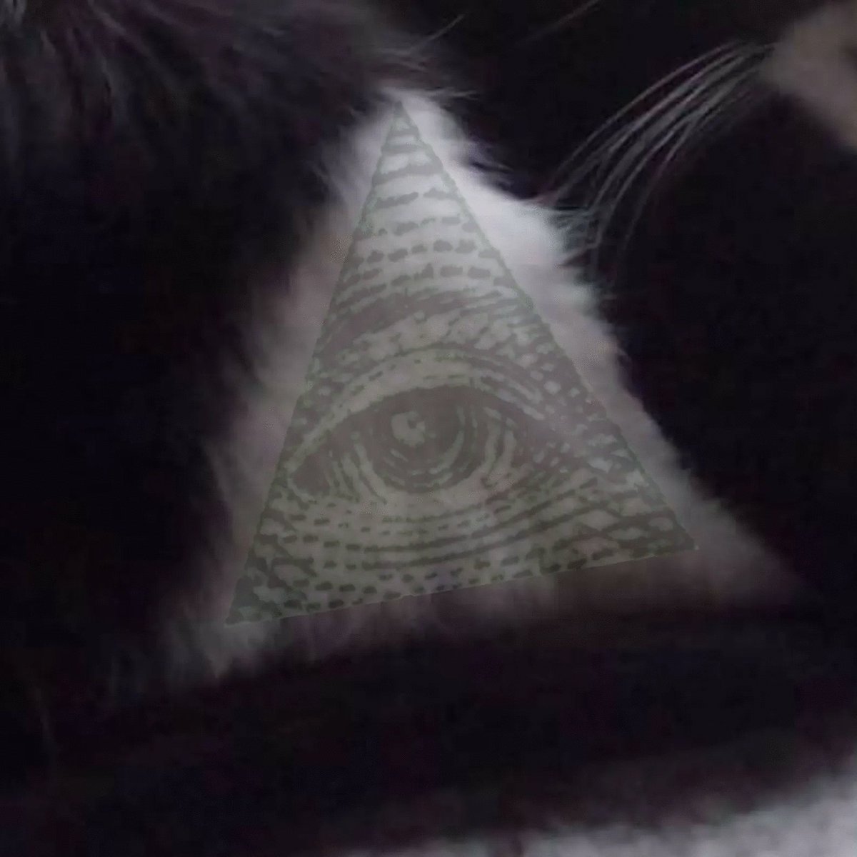 DonutRevival's tweet photo. Hope your Friday is as relaxing as Guest Magical Jobcat Frankie's is!
Wait.... What's that?!? A HOLY JOBCAT MESSAGE! ๐ฒ๐ฑ๐งฟ
#Illuminati
#Disclosure
#MagicalJobcat https://t.co/BA5rTK4sPM