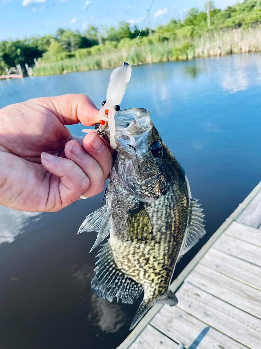 NikkoBaits tweet media