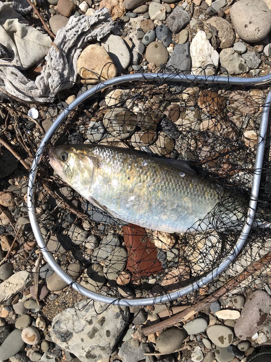 fishingtommy89's tweet photo. Looks like #americanshad season is over for me. Their run up the #DelawareRiver slowed down plus expecting a good amount of rain in the coming days. https://t.co/xZFlcWKOyB