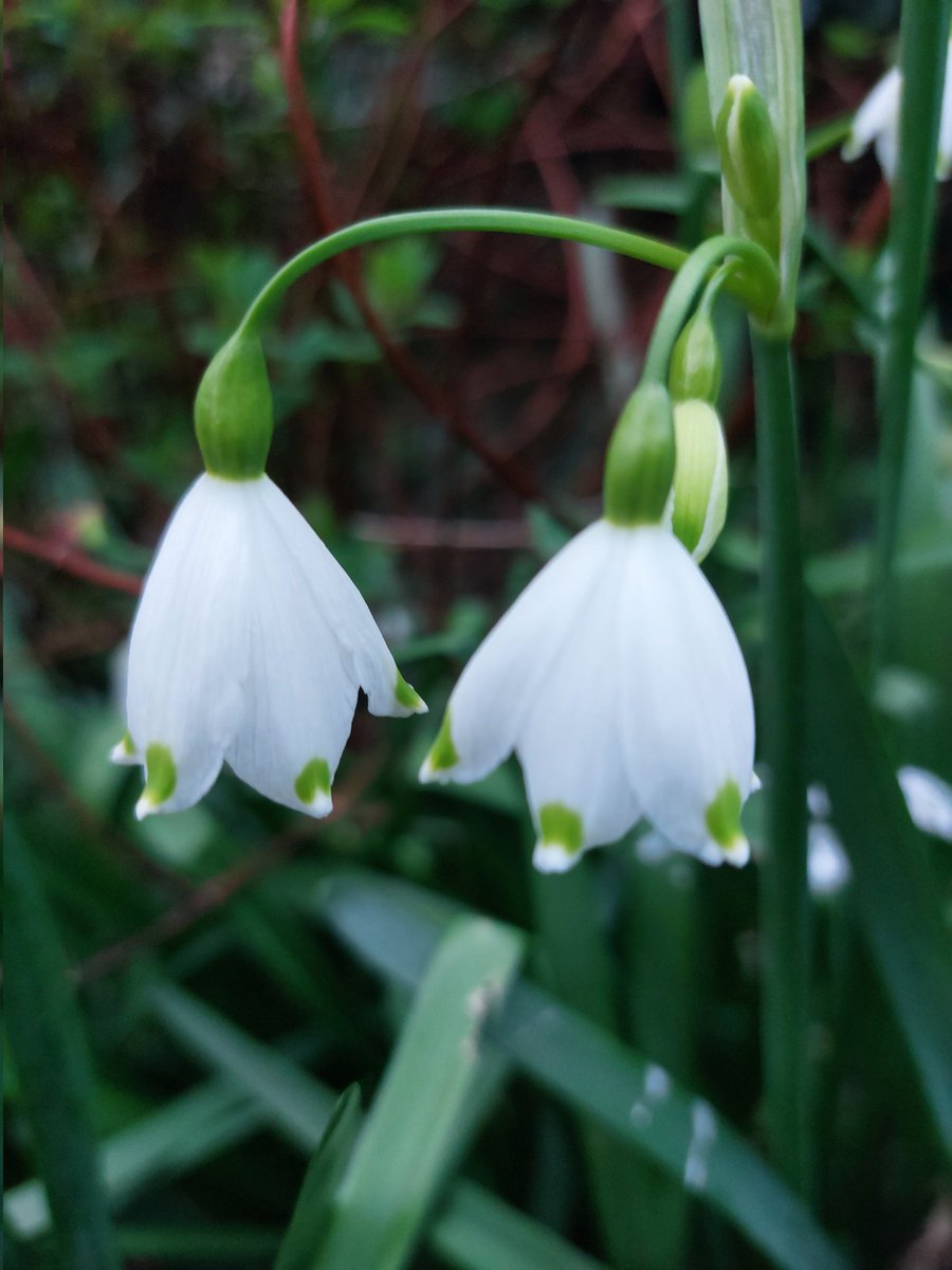 NoorDimple tweet media